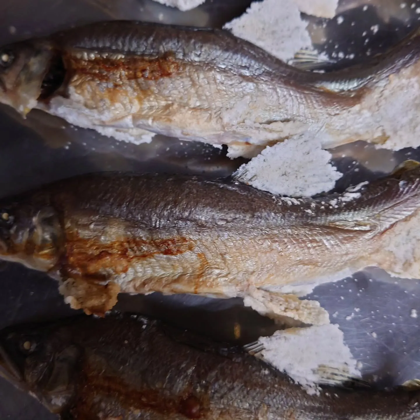 美味しい鮎(アユ)の塩焼きが今年も始まりました。